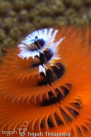 Christmas tree worm... by Teguh Tirtaputra 
