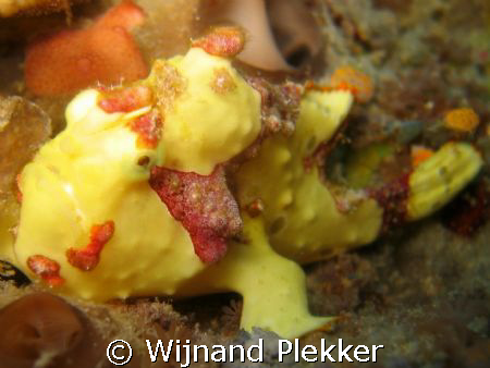 Not afraid of red, yellow and blue water. by Wijnand Plekker 
