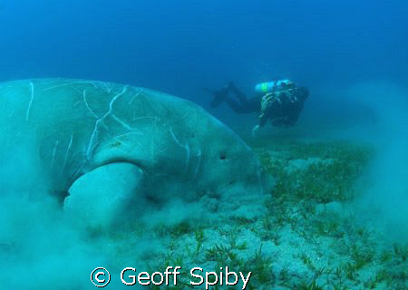 watching a dugong grazing on seagrass by Geoff Spiby 