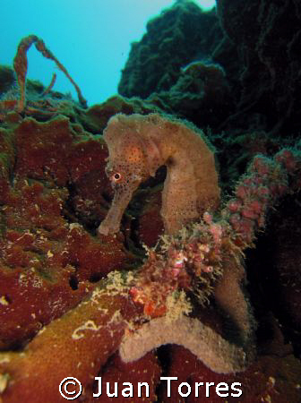 Seahorse at the Sugar Pier in Aguadilla, PR. by Juan Torres 