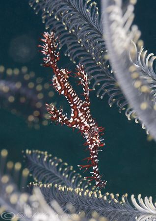Ornate ghost pipe fish. Lembeh straits. D200, 60mm. by Derek Haslam 