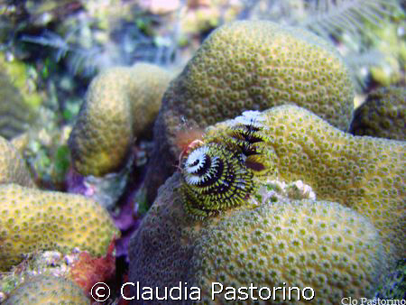 Christmas Tree! by Claudia Pastorino 