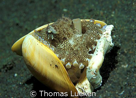 my home is my castle, Lembeh; F100 by Thomas Lueken 