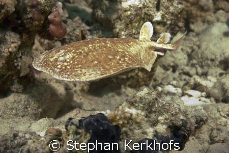 leopard torpedo ray (torpedo panthera) taken at Gordon re... by Stephan Kerkhofs 