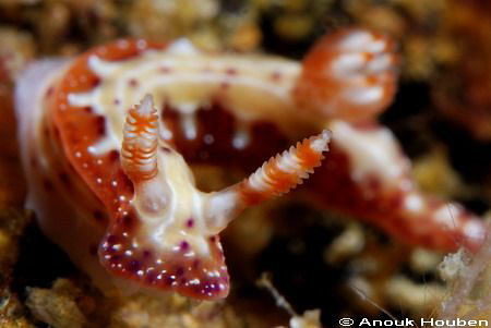 Hypselodoris maculosa. Picture taken at Gato island, Phil... by Anouk Houben 