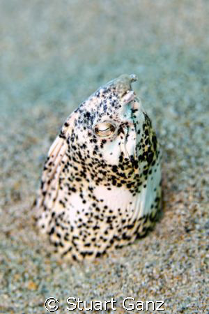 Freckled Sand Eel, taken @ "Electric Beach" on Oahu's wes... by Stuart Ganz 