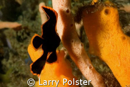 Juvy Pinnate Spade fish, Nikon D-70 by Larry Polster 