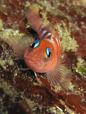 A cute looking Blue-Eyed Triplefin (Notoclinops segmentat... by Brian Mayes 