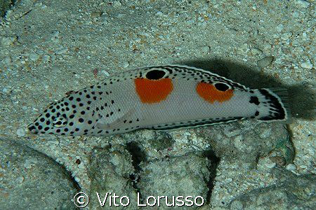 Fishs - Coris aygula by Vito Lorusso 