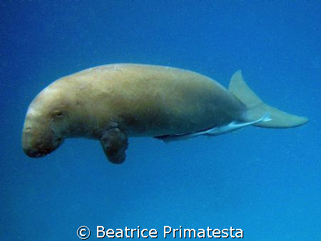 Curious Dugong  by Beatrice Primatesta 
