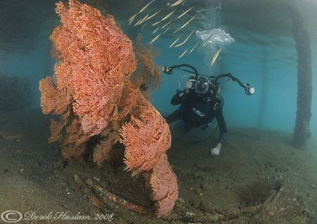 Mr T in action. KBR jetty. D200, 10.5mm. by Derek Haslam 