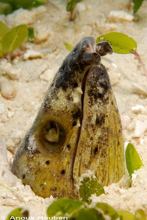 Snake eel. Picture taken on the housereef of the Exotic d... by Anouk Houben 