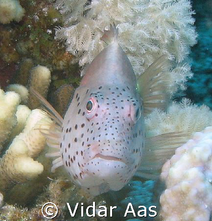 From Sharm el Sheikh by Vidar Aas 