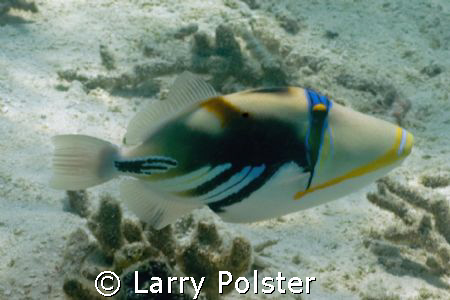 Picasso trigger, D-70, natural light, 8' by Larry Polster 
