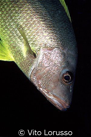 Fish by Vito Lorusso 
