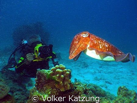 sepia being filmed by Volker Katzung 