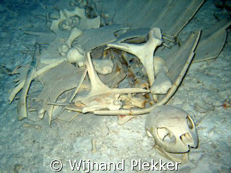 Turtle skeleton.
Not an particulary good pic, but I want... by Wijnand Plekker 