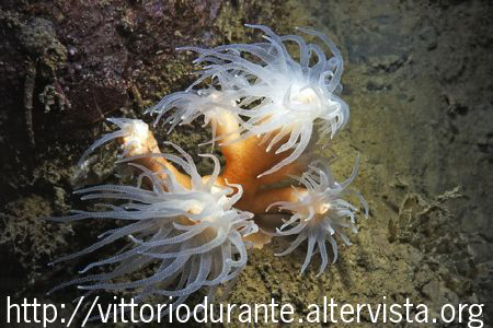 Dendrophyllia  ramea by Vittorio Durante 