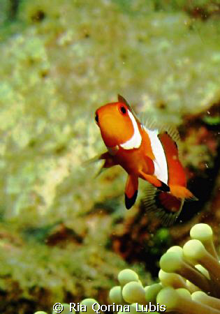 Nemo by Ria Qorina Lubis 