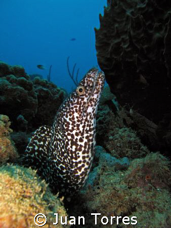 Taken at "El natural"dive site.  Canon S70 by Juan Torres 