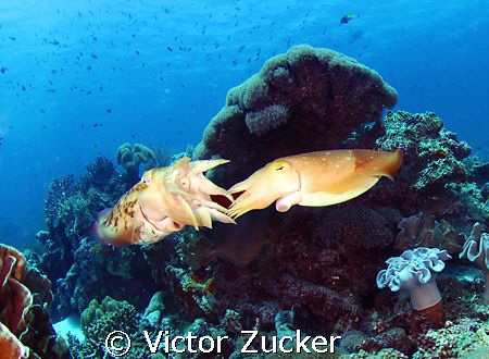 wakatobi by Victor Zucker 
