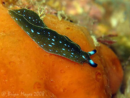 Tiny Elysia Nudibranch (Elysia sp.4)<><><><>Canon G9, Ino... by Brian Mayes 