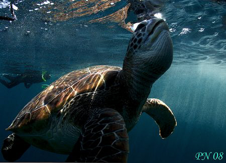 NEVER STOP BREATHING :)
A Turtle just get another breath... by Patrick Neumann 