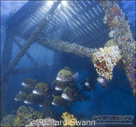 Kapalai Jetty,  Nikon D2x 12mm lens, Sabah Borneo by Richard Swann 