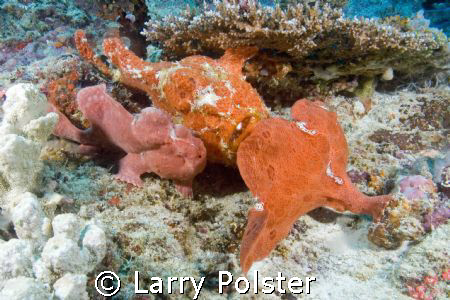 3 frogies together, D-70 by Larry Polster 