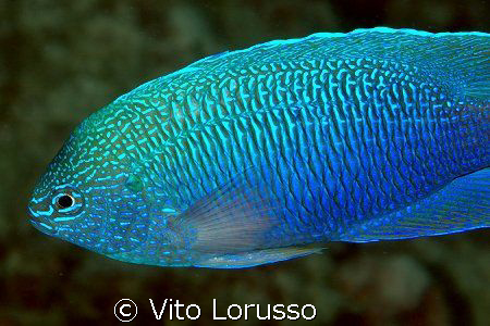 Fish by Vito Lorusso 