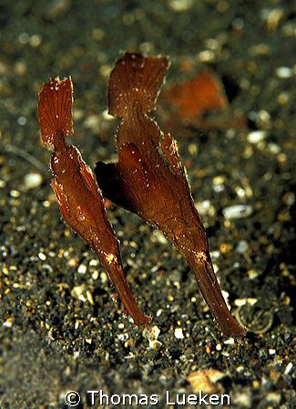 perferct harmony, Lembeh; F100 by Thomas Lueken 