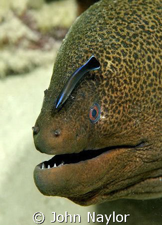 giant morray and cleaner wrasse. by John Naylor 