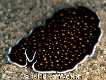 Gold dotted flatworm taken in Ras Mohamed Park, by Nikki Van Veelen 