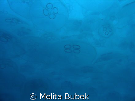cloud of jellyfishes / no strobe / Fiesa, Slovenia/ april 08 by Melita Bubek 