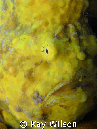 St. Vincent Frog Fish by Kay Wilson 