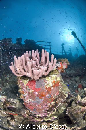 Umbria wreck, italian navy. by Alberto D'este 