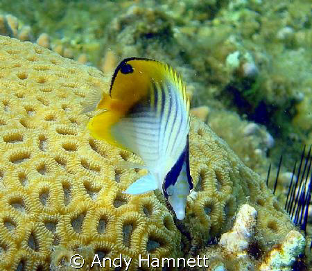 This guy was very curious and kept following me.  by Andy Hamnett 