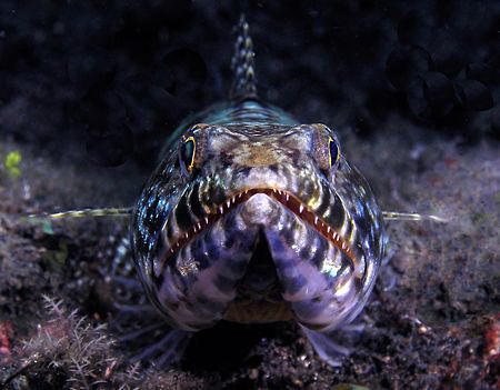 Lizardfish, Lembeh by Doug Anderson 
