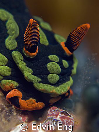 Heads On! Taken in Tenggol with Canon G9, Inon Z240 & len... by Edvin Eng 