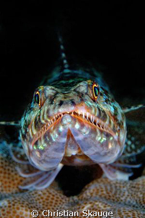 Lizardfish, up close and personal. Nikon D200 in Nexus ho... by Christian Skauge 