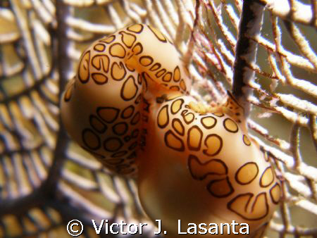 flamingo tongue in love at window dive site in parguera a... by Victor J. Lasanta 