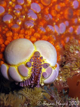 Foot of Firebrick Starfish (Asterodiscus truncatus)<><><>... by Brian Mayes 