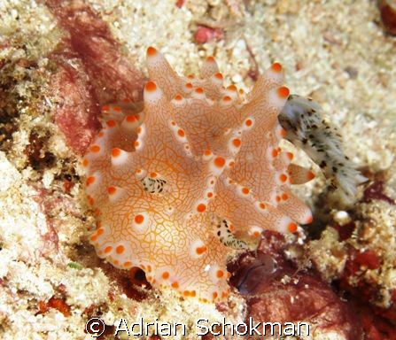 Unique Nudi found at Mabul Island. Olympus E-330 + 50mm M... by Adrian Schokman 