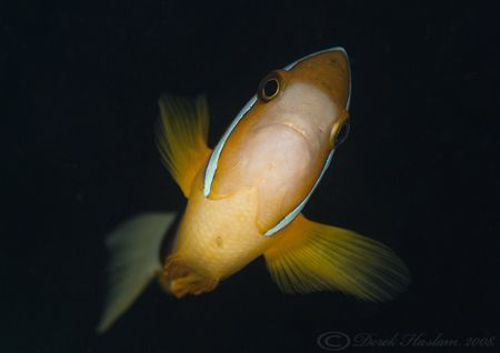 Damselfish. Lembeh straits. D200, 60mm. by Derek Haslam 