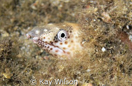 Black Spotted Eel, St. Vincent, Critter Corner by Kay Wilson 