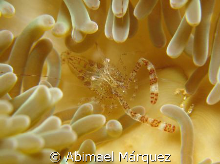 Sun Anemone Shrimp by Abimael Márquez 