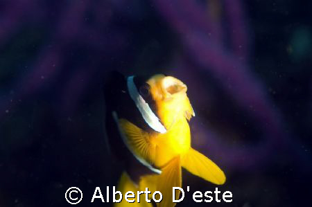 Good dive site in Oman. by Alberto D'este 