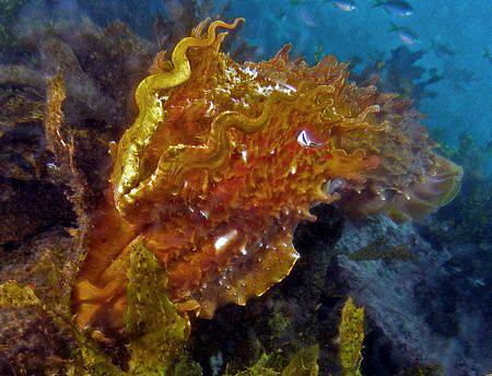 Giant cuttle, Clovelly by Doug Anderson 