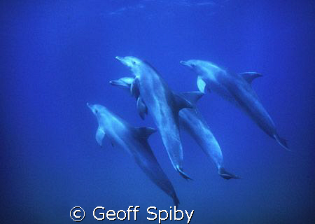 a group of bottlenose dolphins
Nikonos 5 with 15mm lens ... by Geoff Spiby 