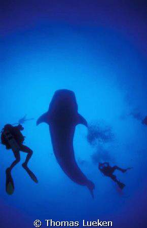 Diver's dream with 10m whale shark, Darwins Arche, Galapa... by Thomas Lueken 